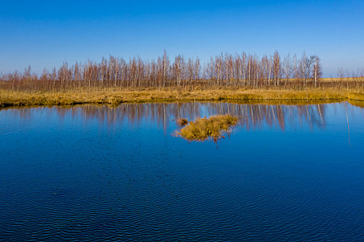 兴凯湖湿地桦林与水面