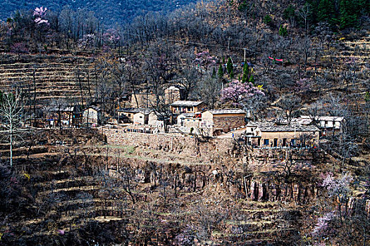 太行山,山村,民居,悬崖,杏花,春天