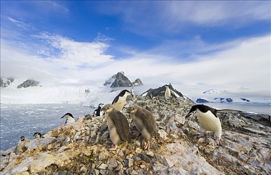 帽带企鹅,南极企鹅,生物群,龙头,南极