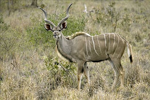 大捻角羚,成年,雄性,南非