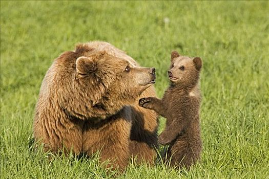 母兽,杯子,棕熊