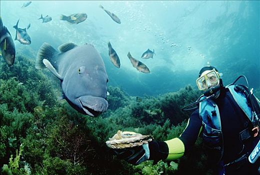 蓝色,大,濑鱼,灭绝,防护,潜水,澳洲南部