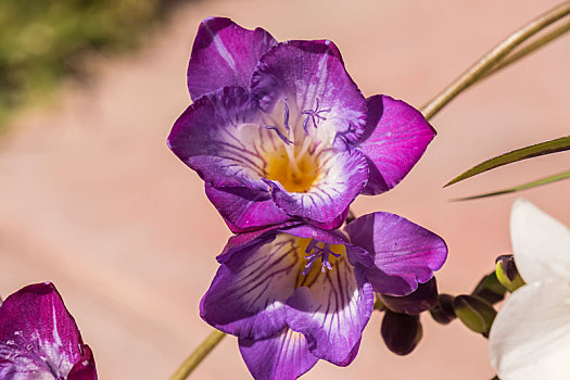 紫罗兰,花,小苍兰属植物
