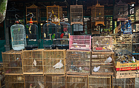 鸟,笼子,销售,货摊,市场,日惹,爪哇,印度尼西亚,亚洲