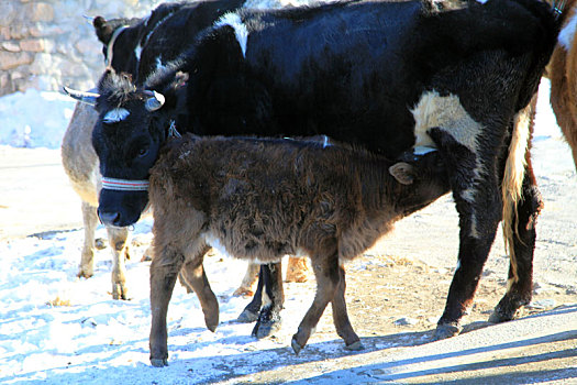 奶牛和肉牛杂交的牛犊图片