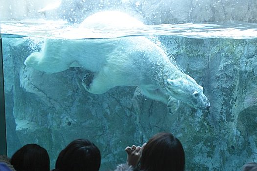 北极熊,游动,水池