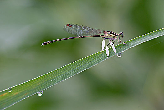 蜻蜓031
