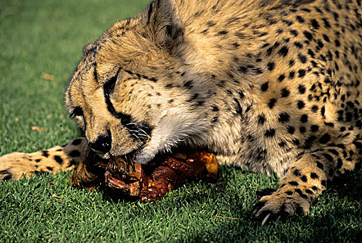 纳米比亚,印度豹,进食
