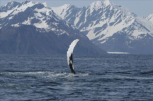 驼背鲸,大翅鲸属,鲸鱼,鳍足,脆弱,东南阿拉斯加