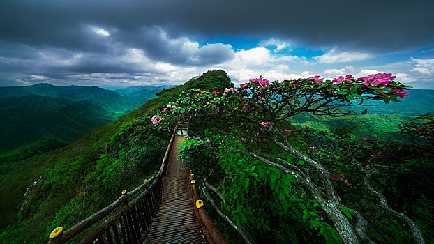 光雾山杜鹃花