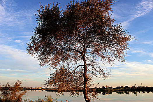 湖边树2