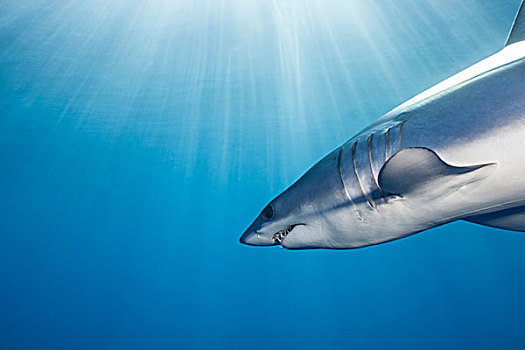 水下视角,鲨鱼,游动,阳光,西海岸,新西兰