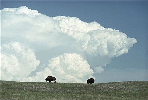 美洲野牛,野牛,一对,放牧,草原,砧座,云,内布拉斯加州