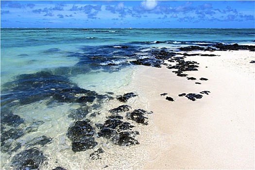 海滩,海草,印度洋,毛里求斯,石头