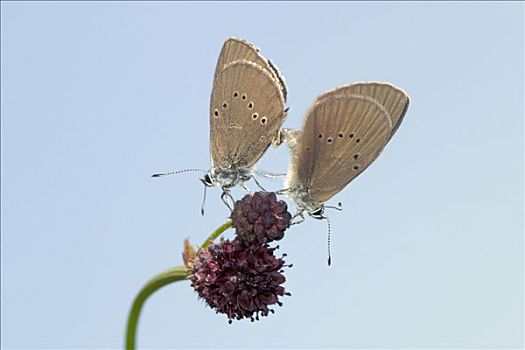 蝴蝶,荷兰