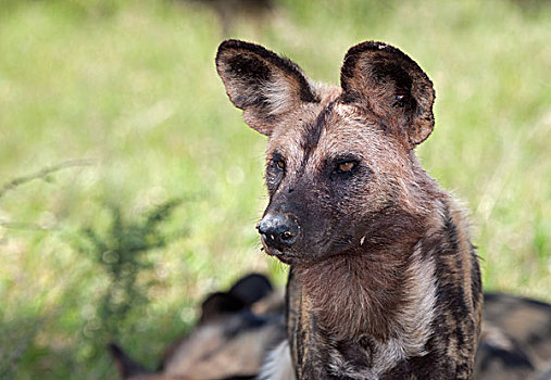 非洲野狗,非洲,涂绘,狗,非洲野犬属,头像,克鲁格国家公园,南非