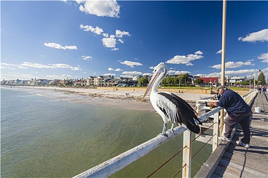 人,捕鱼,海滩,码头,阿德莱德,南澳大利亚州
