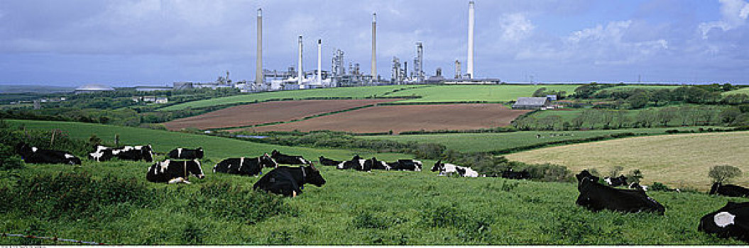 炼油厂,牛,威尔士