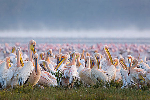 白鹈鹕,成群,纳库鲁湖,肯尼亚