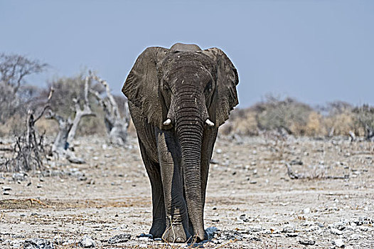 雄性,非洲象,埃托沙国家公园,纳米比亚,非洲