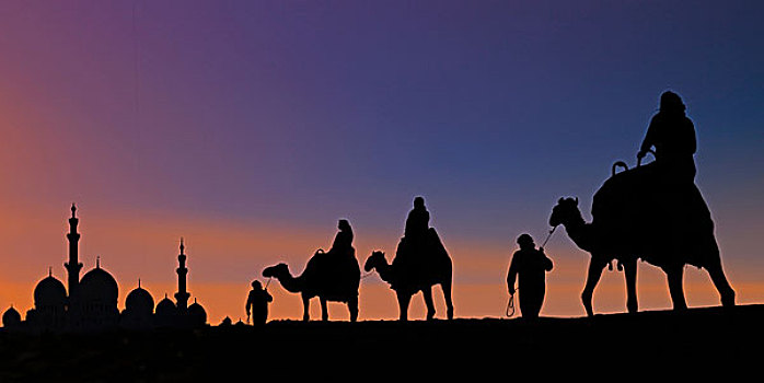 骆驼,驼队,到达,清真寺,阿布扎比,阿联酋
