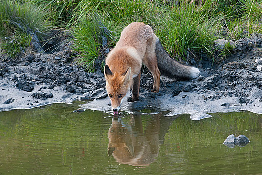 红狐,狐属,看,反射,水,提洛尔,奥地利,欧洲