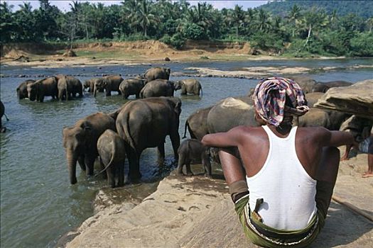 大象,河,动物收容院,品纳维拉,斯里兰卡,南亚