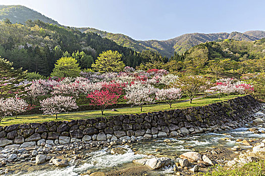 月亮,河,温泉,长野,日本