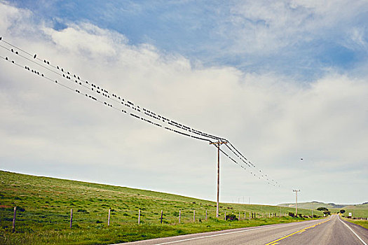 风景,1号公路,大量,鸟,栖息,电报,线,大,加利福尼亚,美国