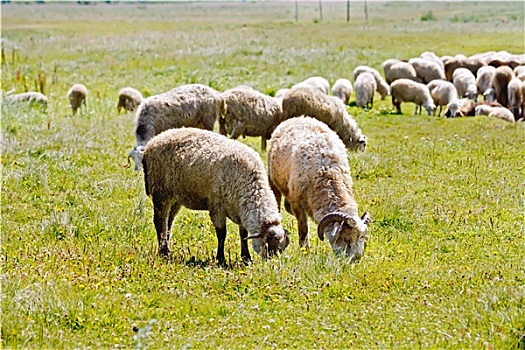 绵羊,牧群,草地
