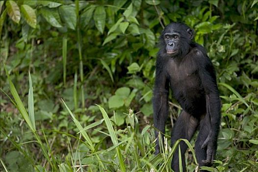 倭黑猩猩,幼兽,孤儿,黑猩猩,刚果
