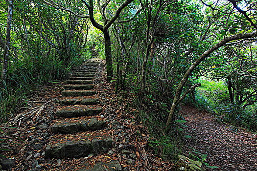 山,小路