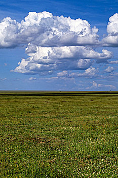 坦桑尼亚,塞伦盖蒂,草,平原