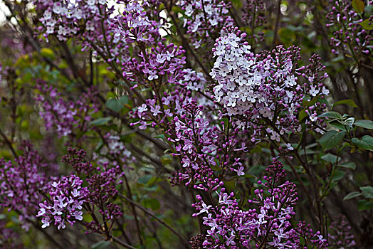 植物园,春天,花开,花朵,鲜花,鲜艳,紫丁香花,紫色,露珠
