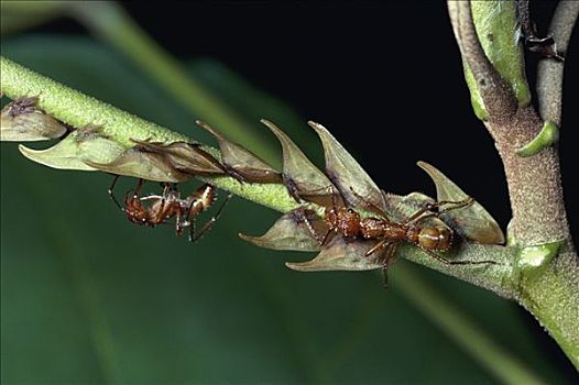 群,蚂蚁,哥斯达黎加