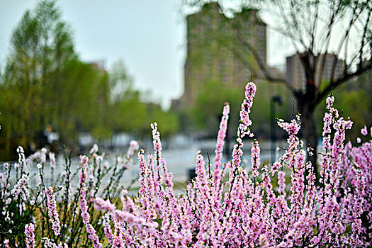 城市景观--公园图片,春色