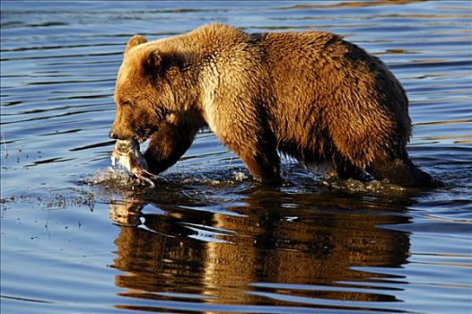 棕熊,幼兽,捕鱼,三文鱼,布鲁克斯河,国家公园,阿拉斯加,美国