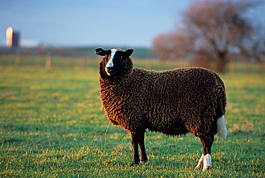 家羊,母羊,站立,地点,兰开夏郡,英格兰,欧洲