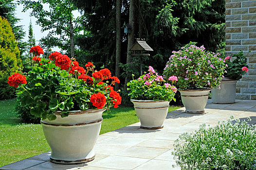 花园,平台,盆花,意大利,设计师,陶瓷