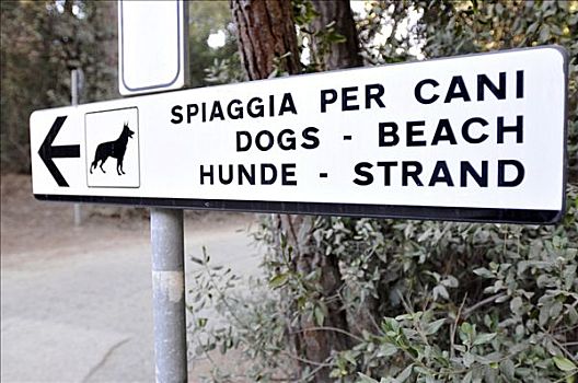 路标,指示,局部,海滩,狗,靠近,托斯卡纳,意大利,欧洲