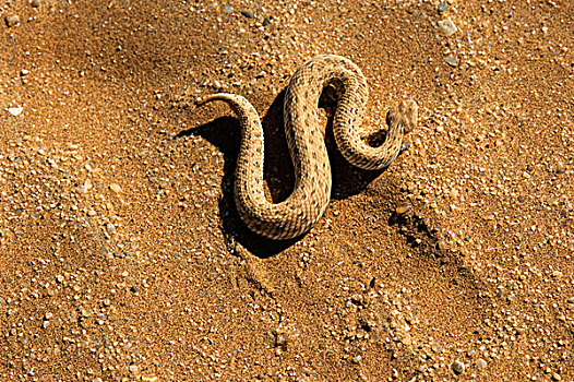 响尾蛇,蛇,蝰蛇,纳米布沙漠,纳米比亚,非洲