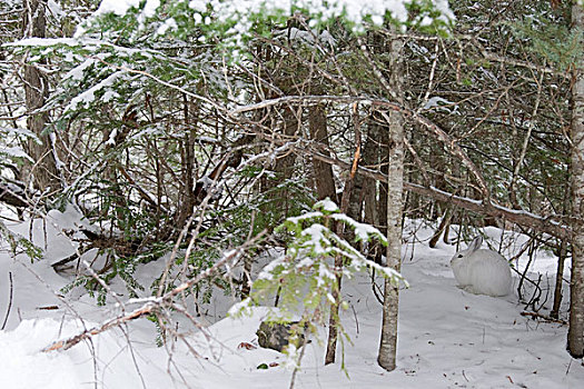 雪兔,隐藏,下方,针叶树,站立,西北地区,蒙大拿