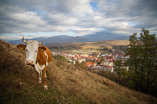 母牛,放牧,山