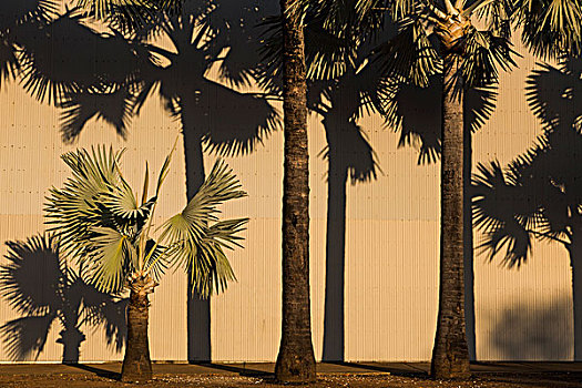 棕榈树,褶皱,墙壁