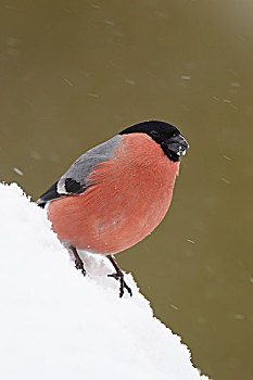 红腹灰雀,成年,雄性,站立,雪,亮光,淋浴,挪威,欧洲