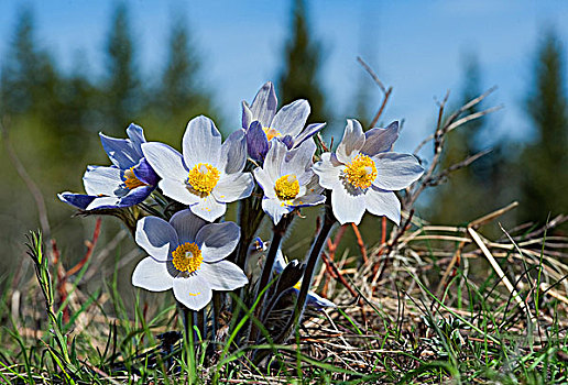 白头翁,银莲花,西南方,艾伯塔省,加拿大