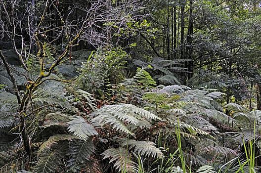石头,温带雨林,蓝山国家公园,澳大利亚