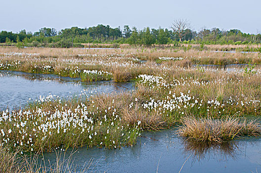 湿地,羊胡子草,狭叶棉花莎草,荷兰,欧洲