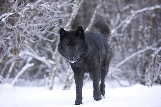 阿拉斯加,成年,雄性,黑色,狼,雪中