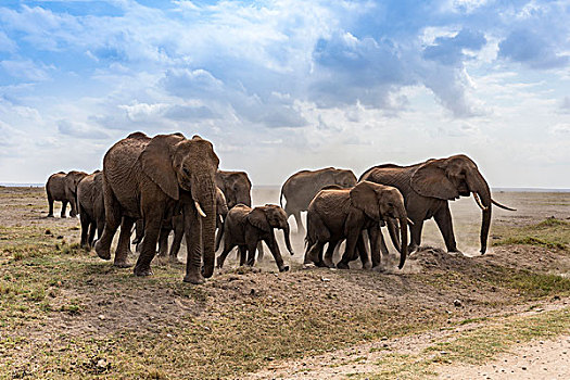 迁徙的非洲象